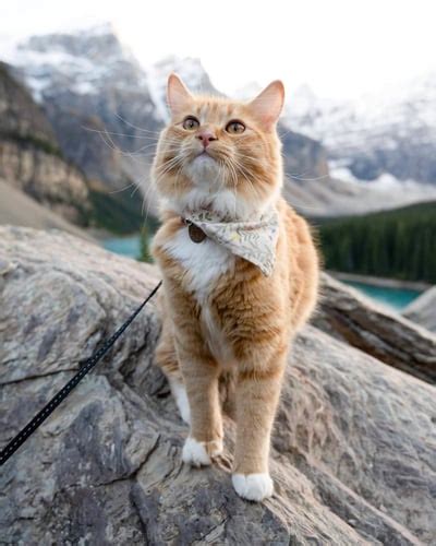 12 Best Adventure Cat Breeds for Outdoor Enthusiasts