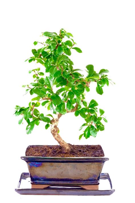 Beautifully Artistic Flowering Indoor Bonsai with Glossy Foliage UK