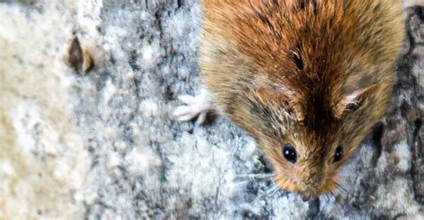 Red-backed voles climb into scientific literature | News | anchoragepress.com