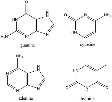 The compounds adenine, guanine, cytosine, and thymine are ca | Quizlet