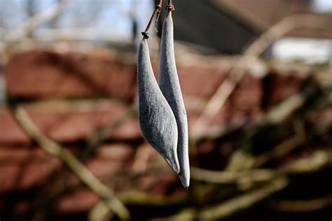 How To Grow Wisteria Seeds: Growing Wisteria From Seed Pods | Garden ...