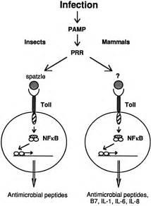 Innate Immunity Examples