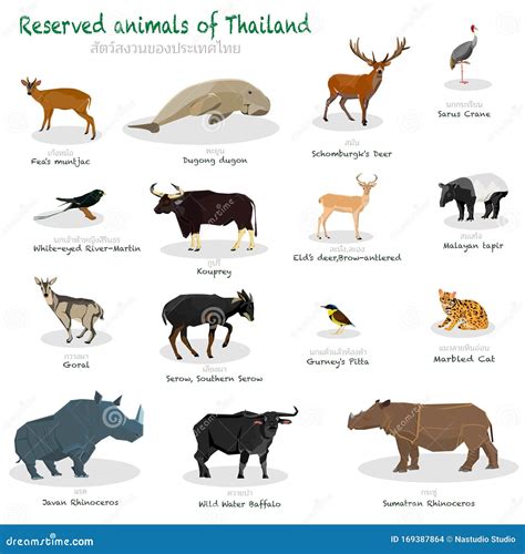 15 Endangered Species in Thailand Stock Vector - Illustration of ...