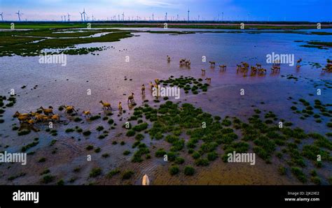 YANCHENG, CHINA - JULY 30, 2022 - Photo show herds of elks play, forage and play in the mudflat ...