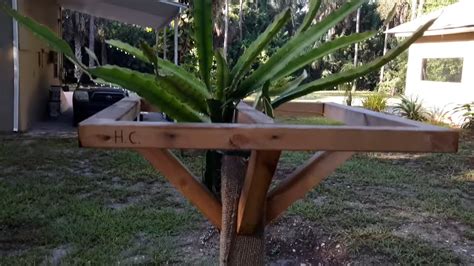 How to build a dragon fruit trellis: DIY ideas guide