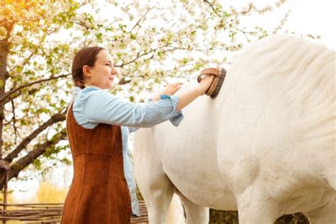 The Basics of Horse Grooming for Beginners