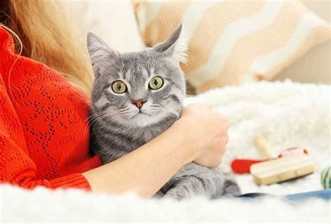 Can Cats Be Trained? - Animal Behavior College