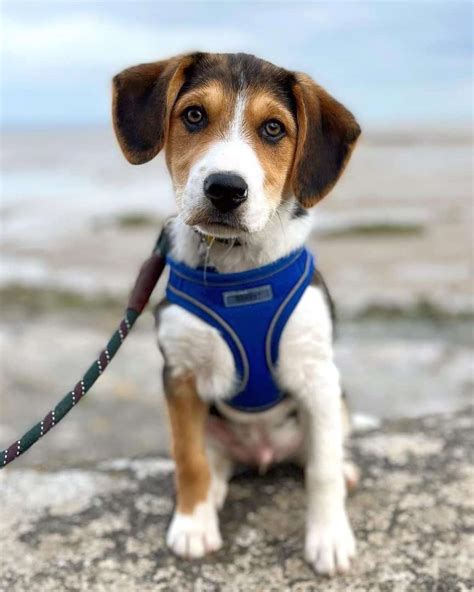 Border Beagle (Beagle & Border Collie Mix) Info, Pictures, Facts, FAQs & More