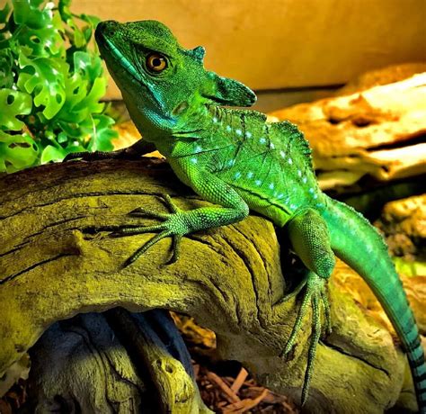 Green Basilisk Care Guide & Species Profile