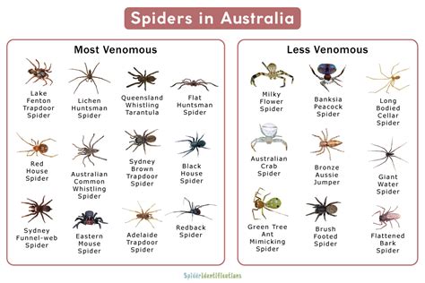 Types Of Australian Garden Spiders | Fasci Garden