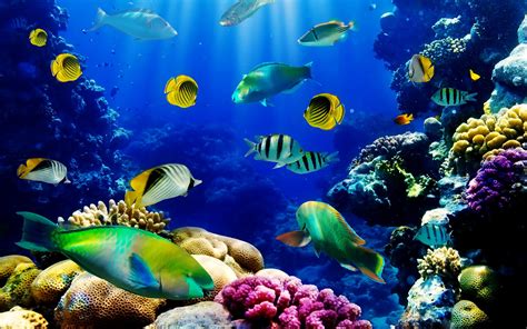 Moving Fish Aquarium Wallpaper Free Download ~ Free Moving Aquarium ...