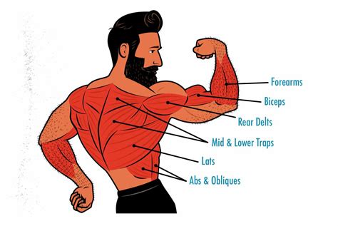 Lat Pulldown Alternatives: How to Train Your Lats With Free Weights