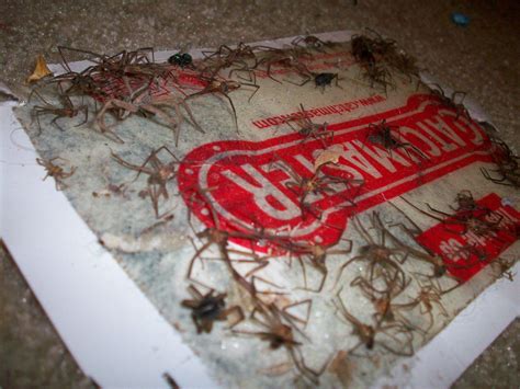 pest control - How do I set up a massive spider glue trap like the one ...