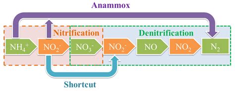 Denitrification Diagram