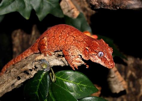 10 Gorgeous Gargoyle Gecko Morphs