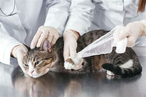 A Guide To Cat Wound Care | Phoenix Vets