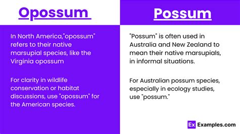 Opossum vs Possum - Examples, Differences, Usage, Tips