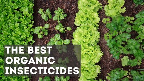 7 Best Organic Insecticides for Your Garden in 2022