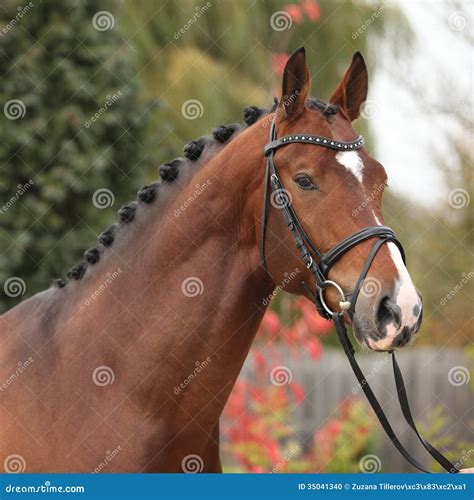 Nice Big Horse With Perfect Hair Style Stock Photo - Image: 35041340