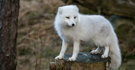 Albino Animals: The Top 10 Amazing White Animals - A-Z Animals