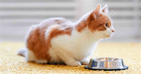 The Best Food For Cats With Kidney Disease