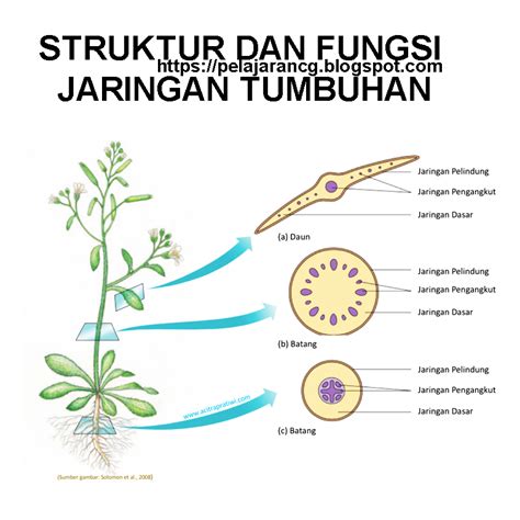 Rangkuman Struktur Dan Fungsi Jaringan Tumbuhan - Homecare24