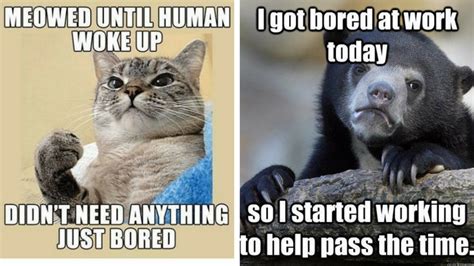 25 Bored Memes That Are So Boring They Actually Stop Time