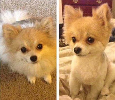 49 Cute Pomeranian Haircut Ideas - All The Different Types and Styles ...