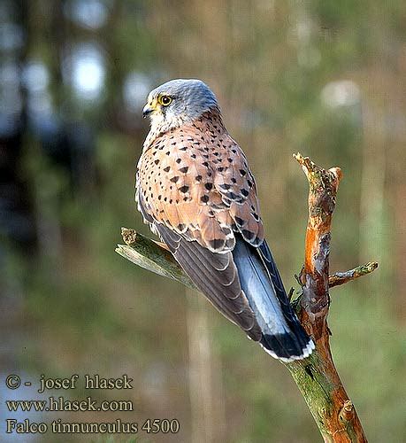 Falco tinnunculus Kestrel Turmfalke Faucon crécerelle Cernícalo Vulgar ...