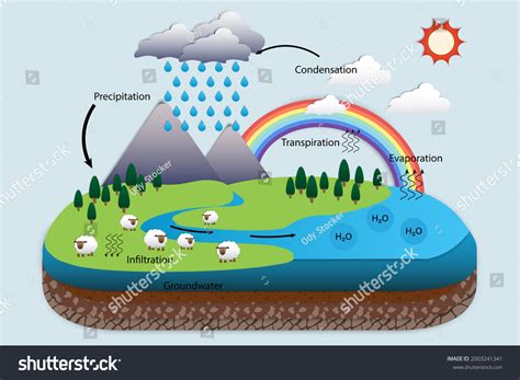 Diagram Water Cycle Hydrologic Cycle Biogeochemical Stock Vector ...