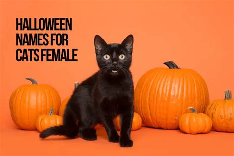Halloween Names For Cats 66+ Top & Best Spooky Ideas - PetShoper