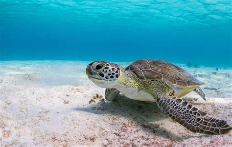 Sea Turtle Desktop Wallpaper 79140 - Baltana