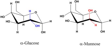 Solved: Mannose has the same molecular formula as glucose and t... | Chegg.com