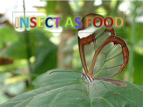 Insect as food