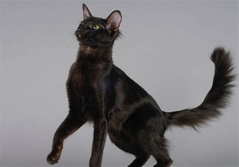 Oriental Longhair Cat Breed: Info, Pictures, Temperament & More - Catster