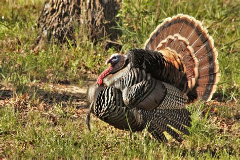 Tom Turkey Close-up 2 Free Stock Photo - Public Domain Pictures
