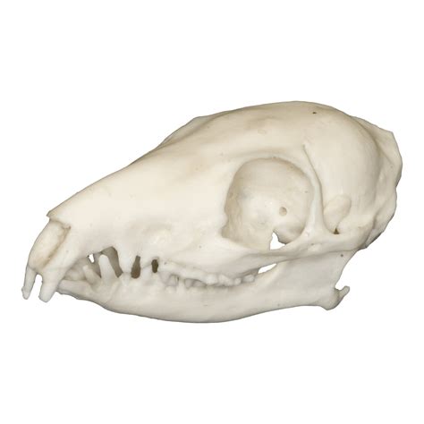 Replica Tree Shrew Skull – Skulls Unlimited International, Inc.