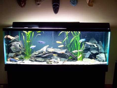 Cichlid tank design | Fish tank design, Fish aquarium decorations, Fish ...