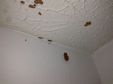 How To Check For Termites In Walls