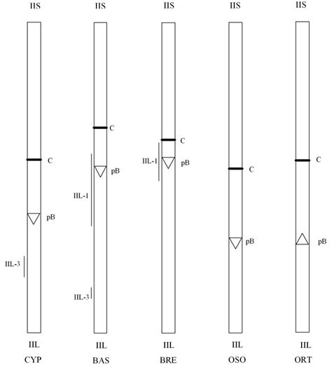 Idiogram comparisons of chromosome II for species included in the... | Download Scientific Diagram