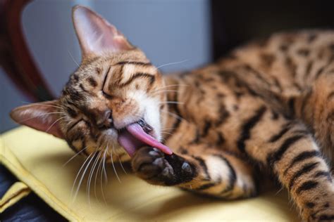 What to Feed a Bengal Cat | thebengalway.com