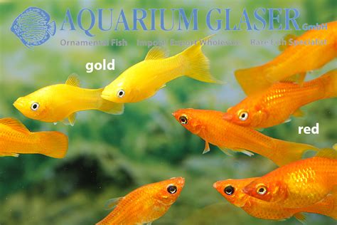 Poecilia (Mollienesia) sphenops RED - Aquarium Glaser GmbH