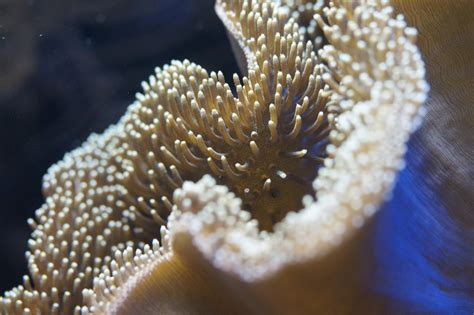 Free Images : sea anemone, coral reef, marine biology, macro photography, organism, close up ...