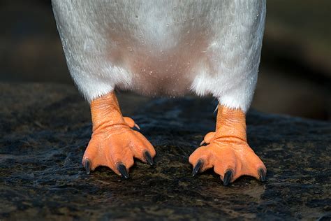 Penguin Feet | Sean Crane Photography