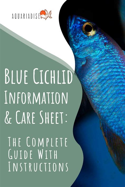 Blue Cichlid (Sciaenochromis Fryeri) Complete Care Sheet