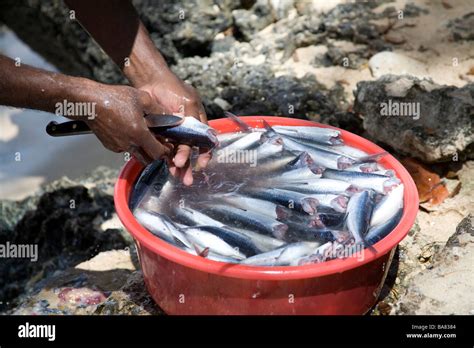 Barbados flying fish hi-res stock photography and images - Alamy