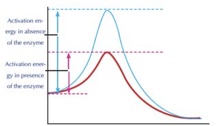 Factors Affecting Enzyme Activity | A-Level Biology Revision Notes
