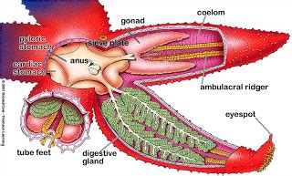 Crown-of-Thorns Starfish - Respiration