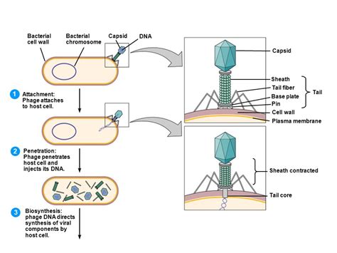 Bacteriophage therapy an alternative to conventional antibiotics