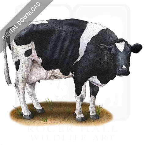 Stock Art Drawing of a Holstein Cow - inkart